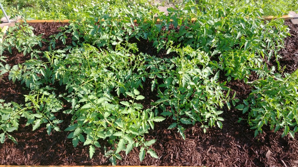 20180614_085811_hdr1