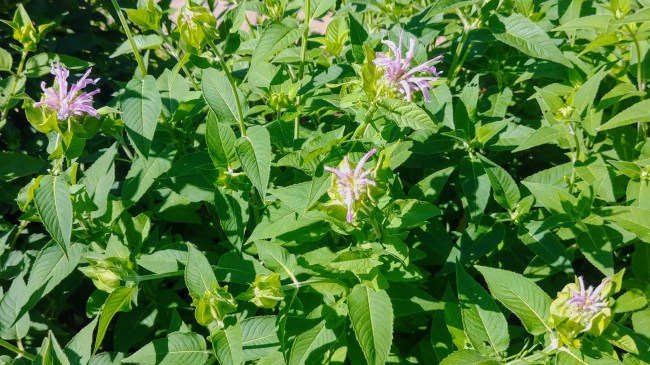 20190610_095733_hdr-1