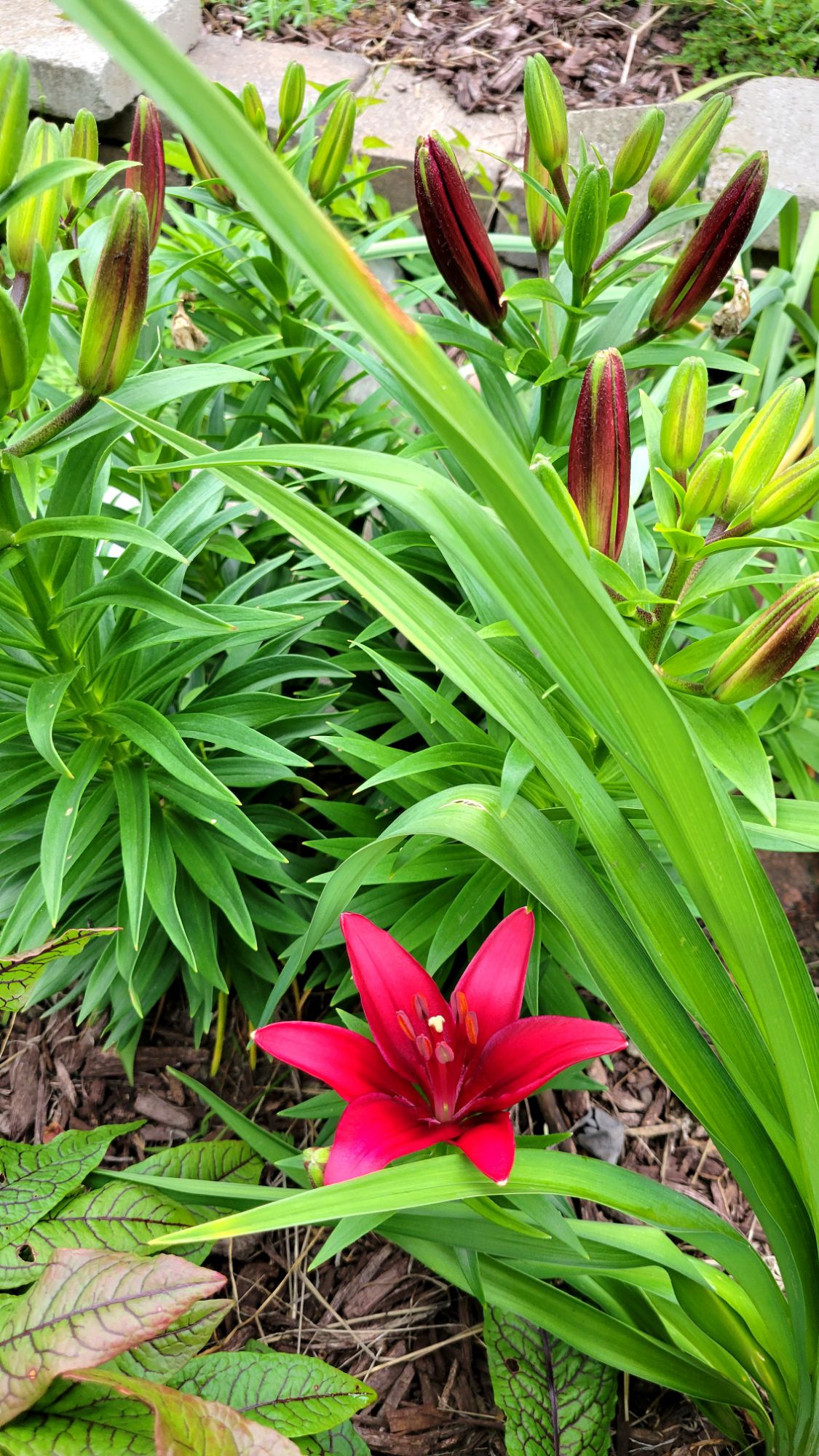 Tiny Ghost asiatic lily