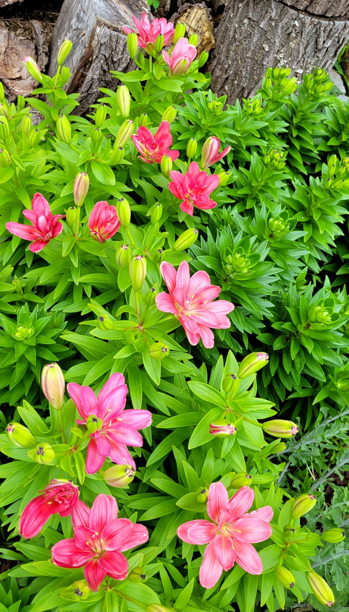 Pura Desiertos asiatic lily