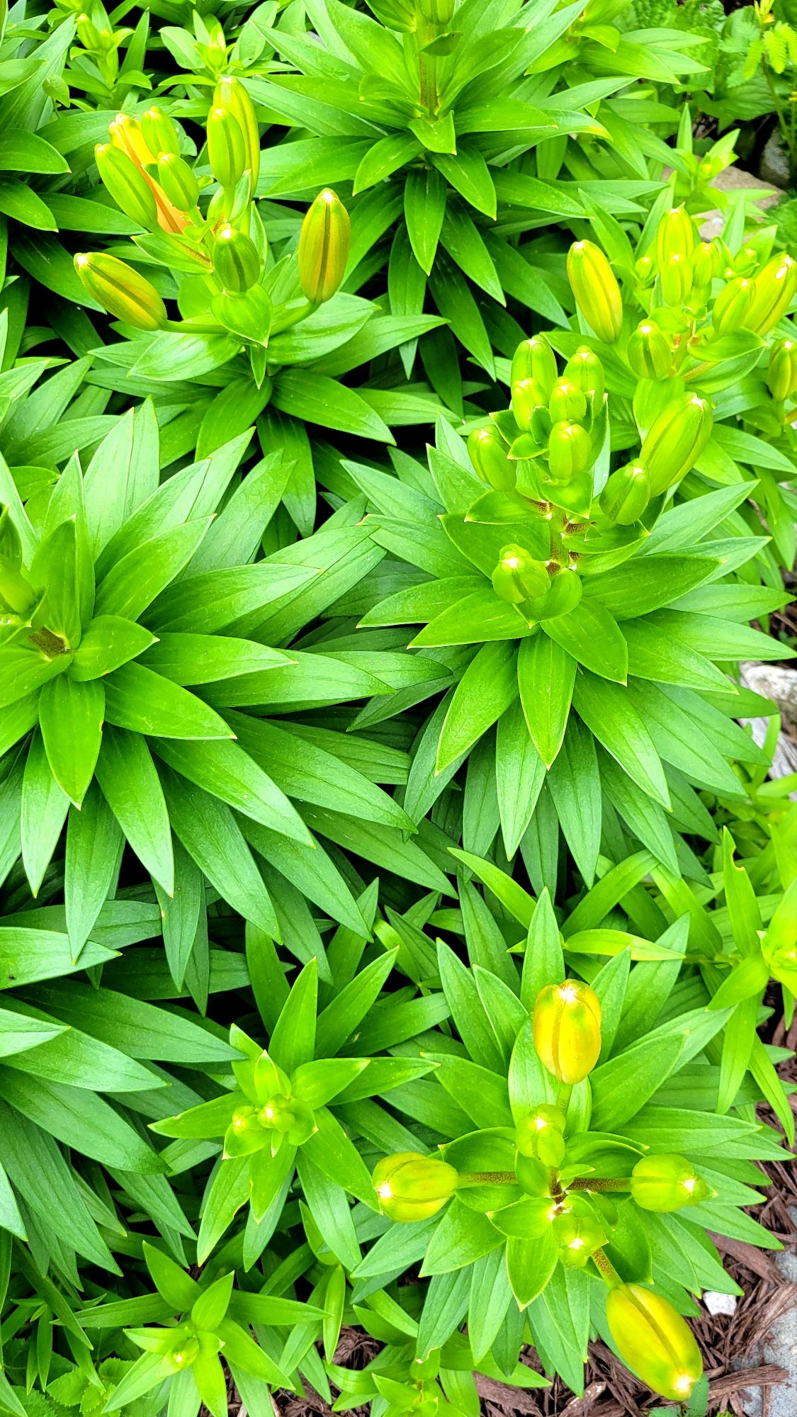 Tiny Invader asiatic lily 