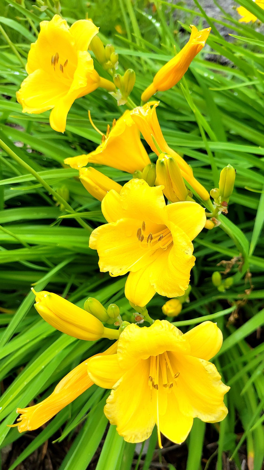 stella d'oro daylily 