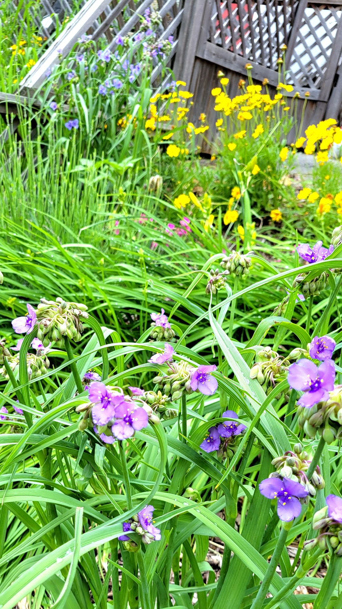 spiderwort with coreopsis