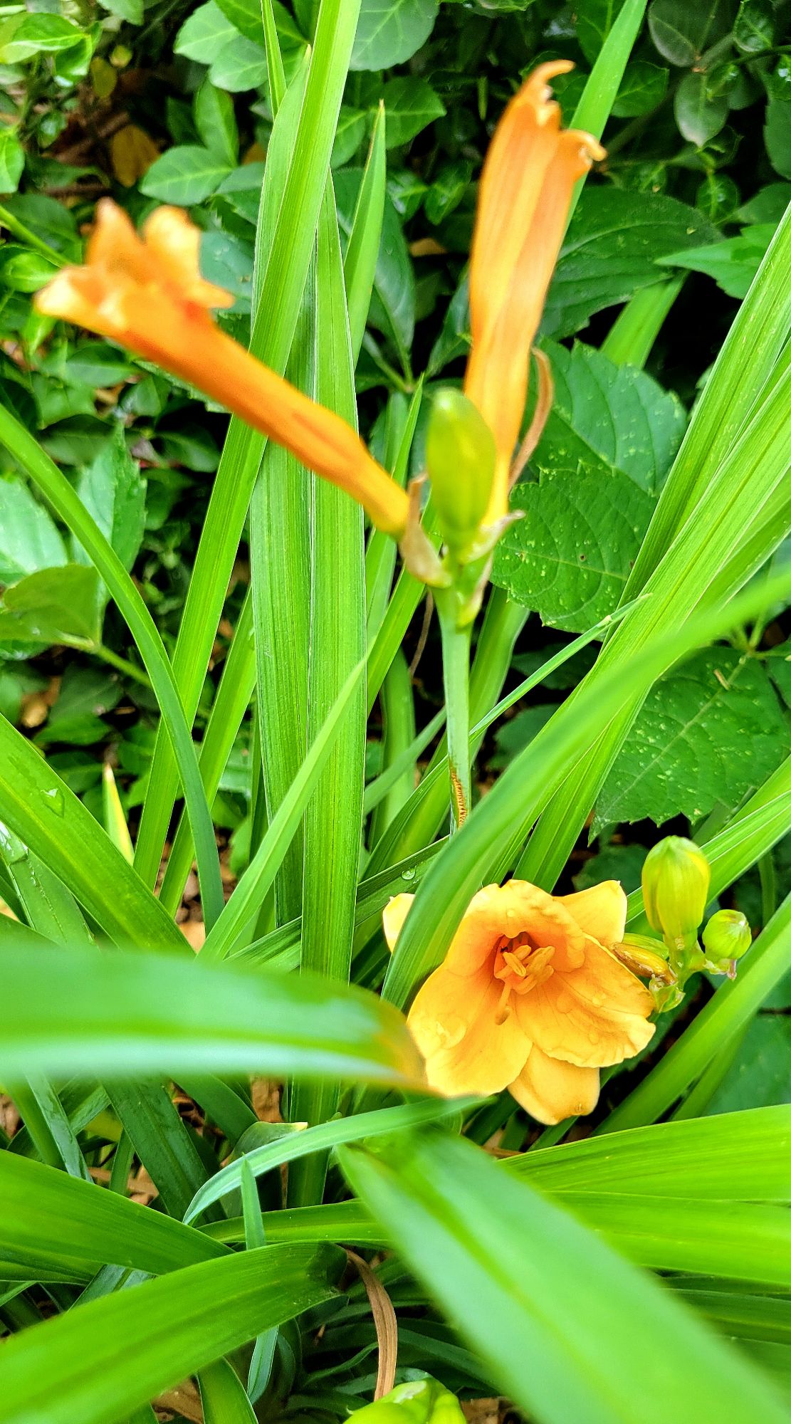 hemerocallis Endlesslily Orange