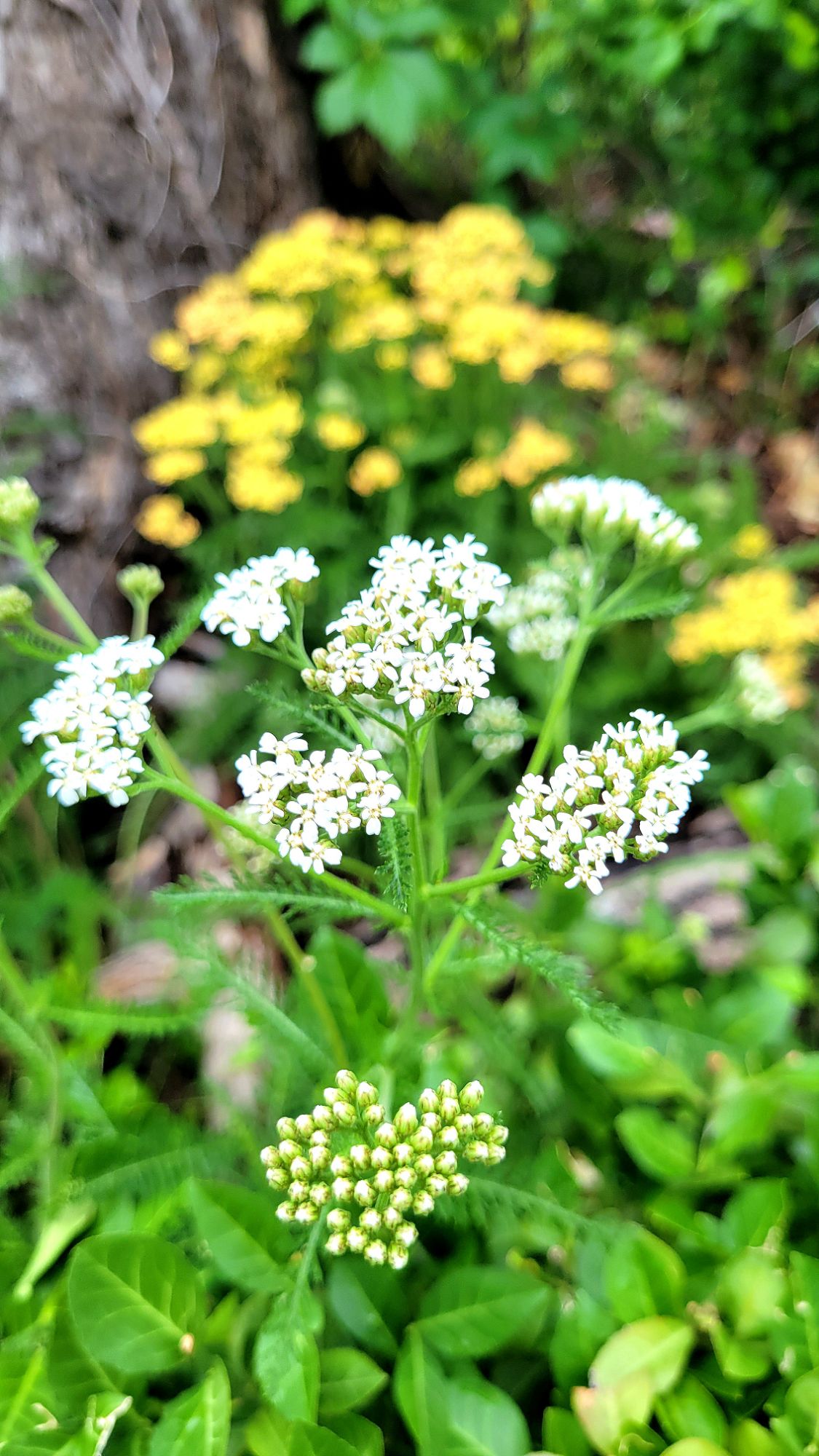 achillea millefolium Common Yarrow and achillea millefolium Milly Rock Yellow Terracotta