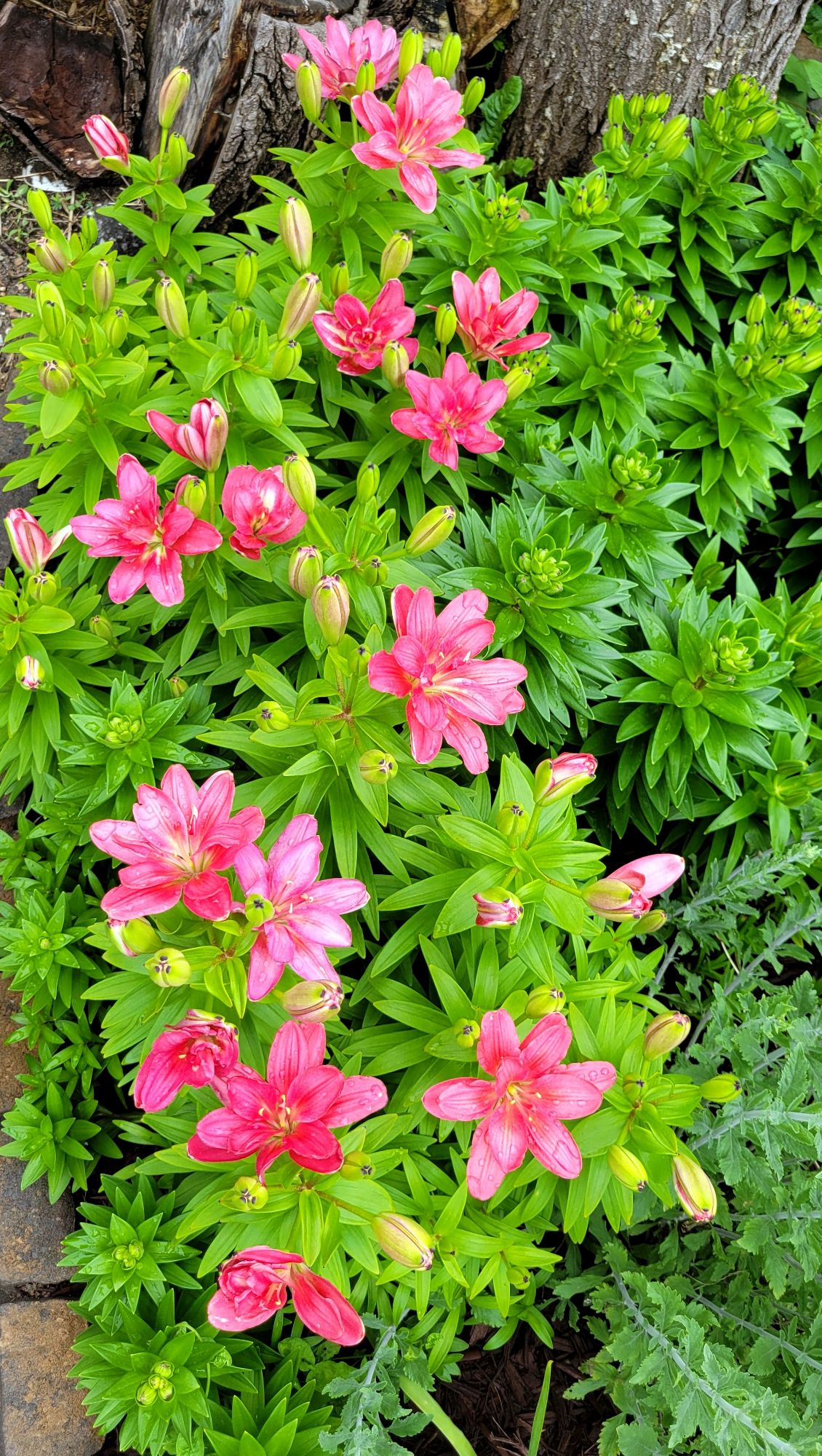 lilium Pura Desiertos 