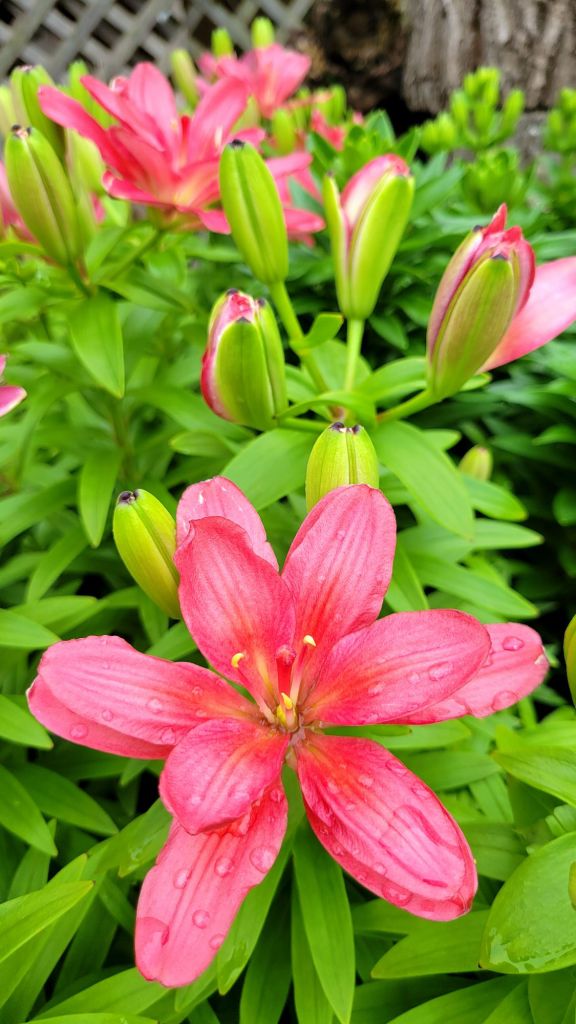 close-up shot of lilium Pura Desiertos, a saturated pink double blossom lily.