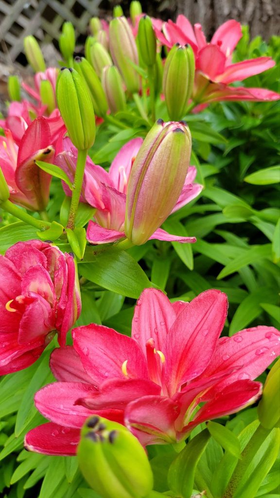 close-up shot of lilium Pura Desiertos, a saturated pink double blossom lily.