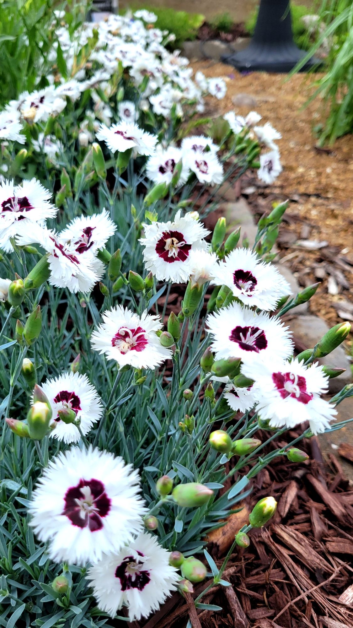 dianthus Stargazer
