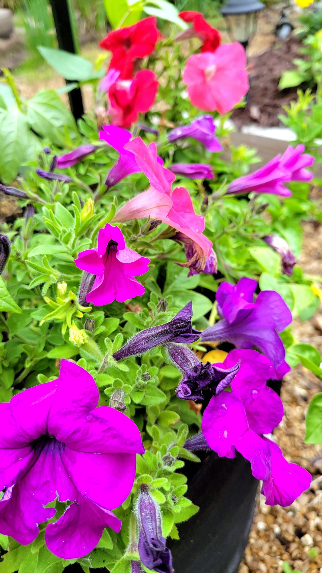 mixed petunias 