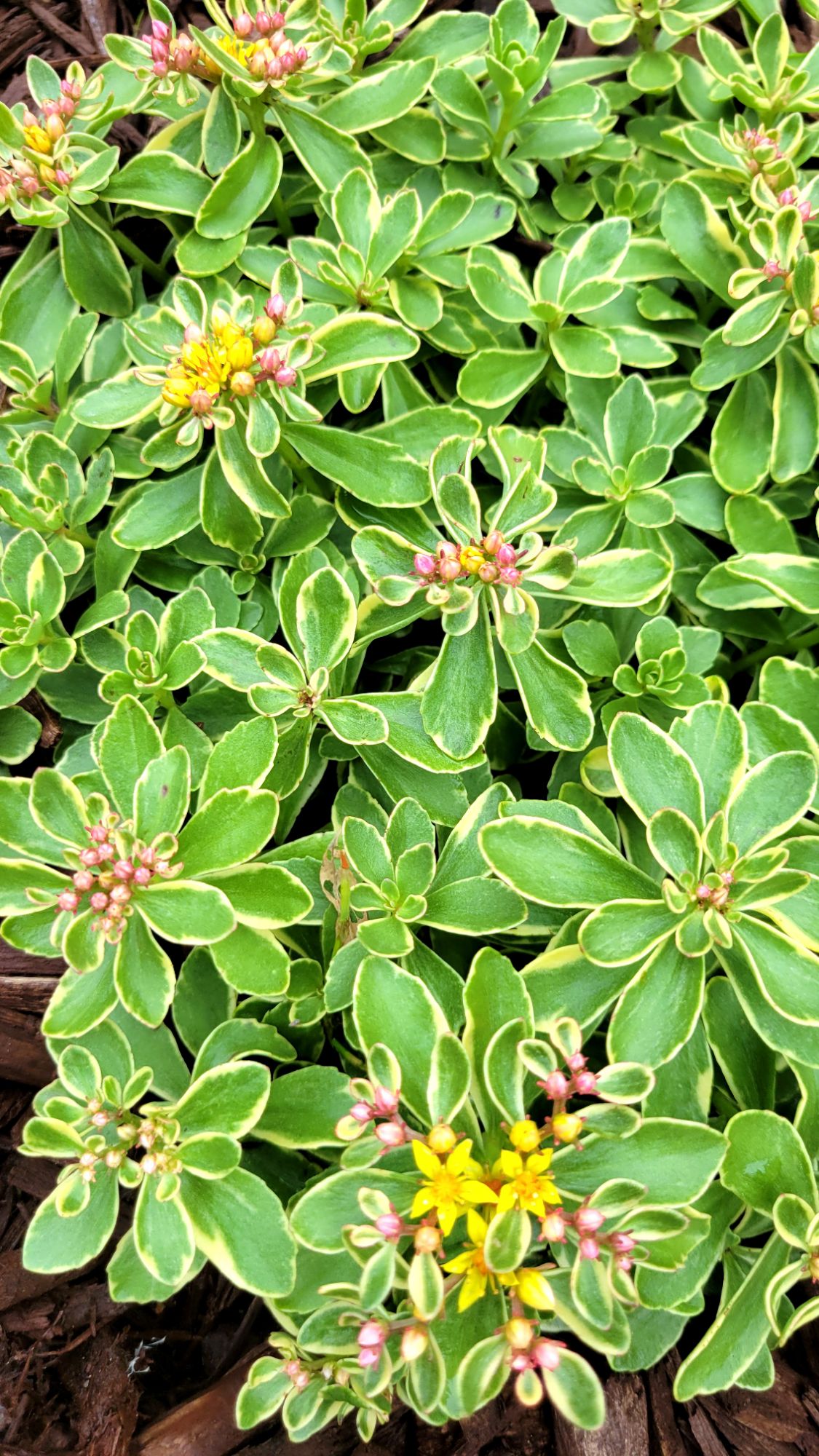 sedum Variegatum