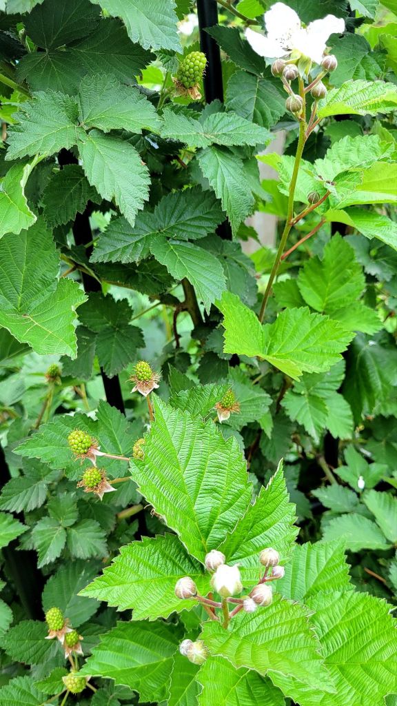 thornless blackberry