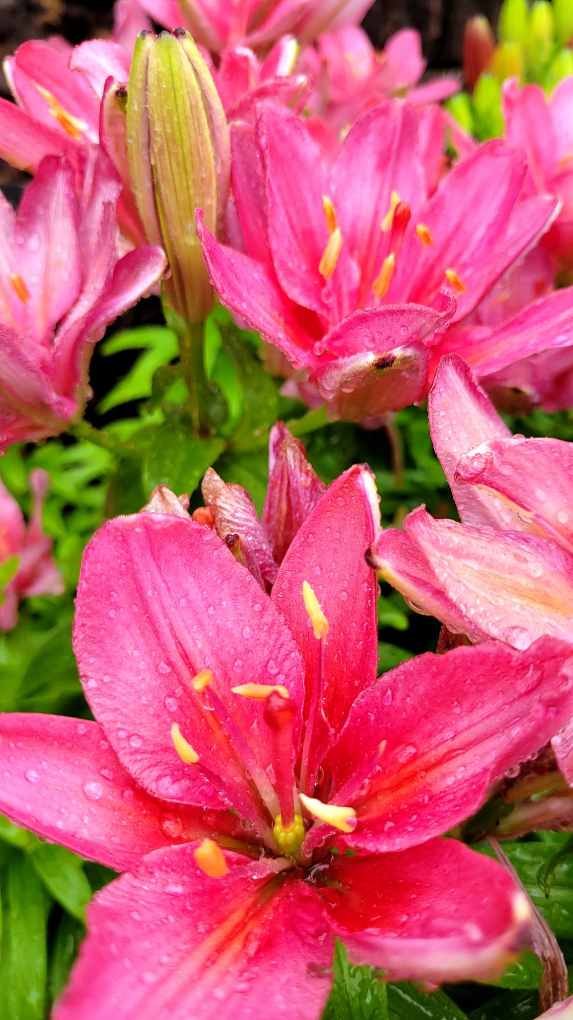 Lilium "Pura Desiertos" (Asiatic Lily)