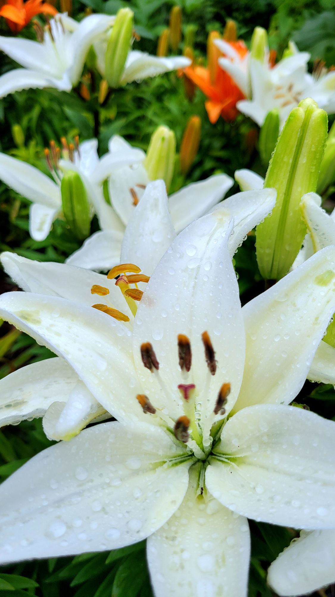 lilyfest – rained out – our cattywampus cottage