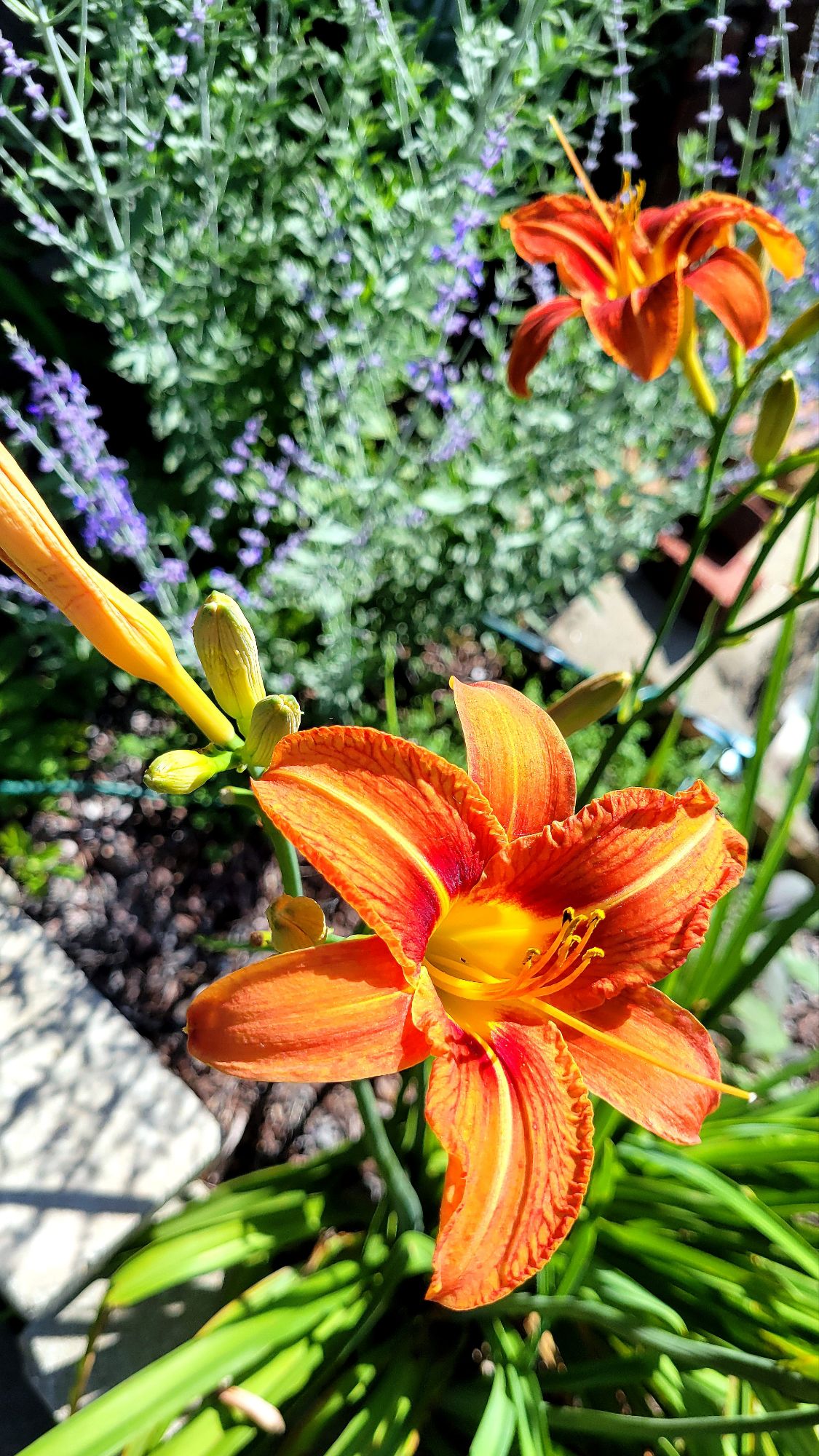 standard orange daylilies, backed by salvia yangii 