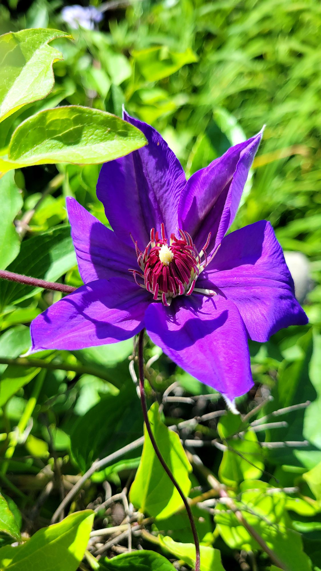 purple clematis bloom