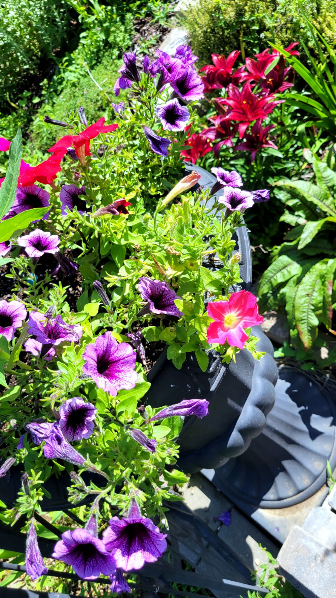mixed petunias backed by asiatic lilies
