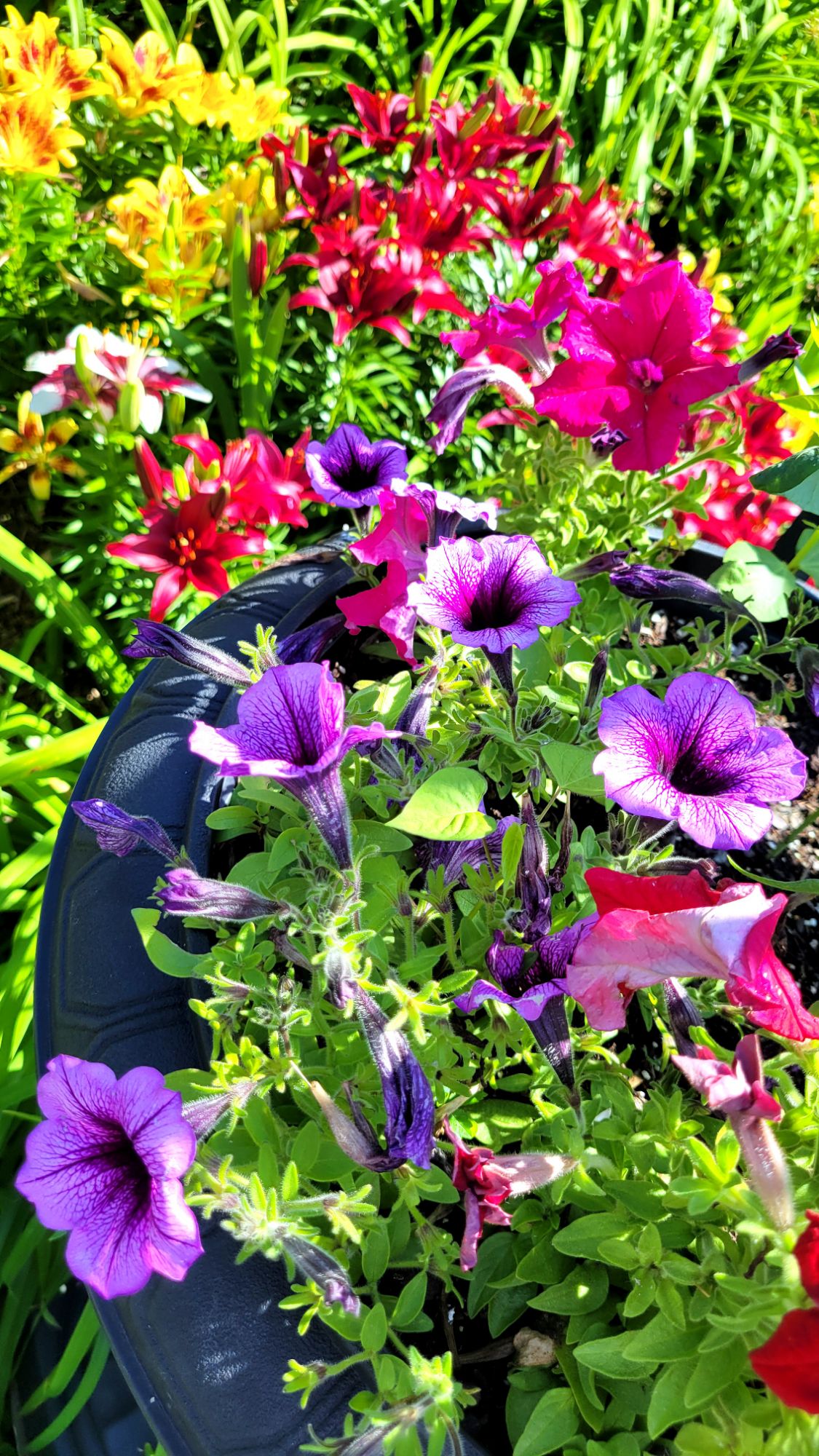 mixed petunias backed by asiatic lilies