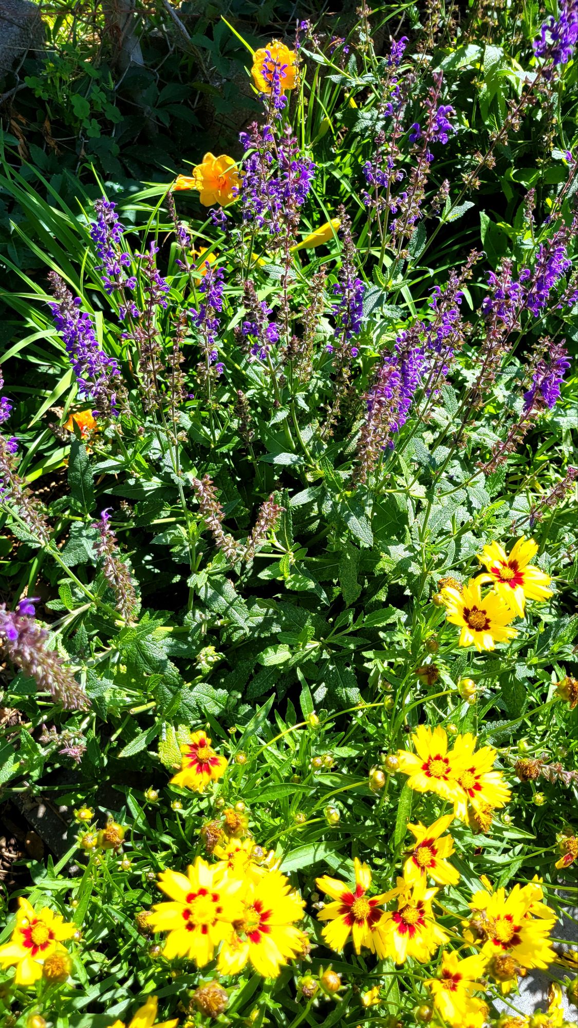 'sunkiss' coreopsis, 'blue by you' salvia, 'endlesslily orange' daylilies 