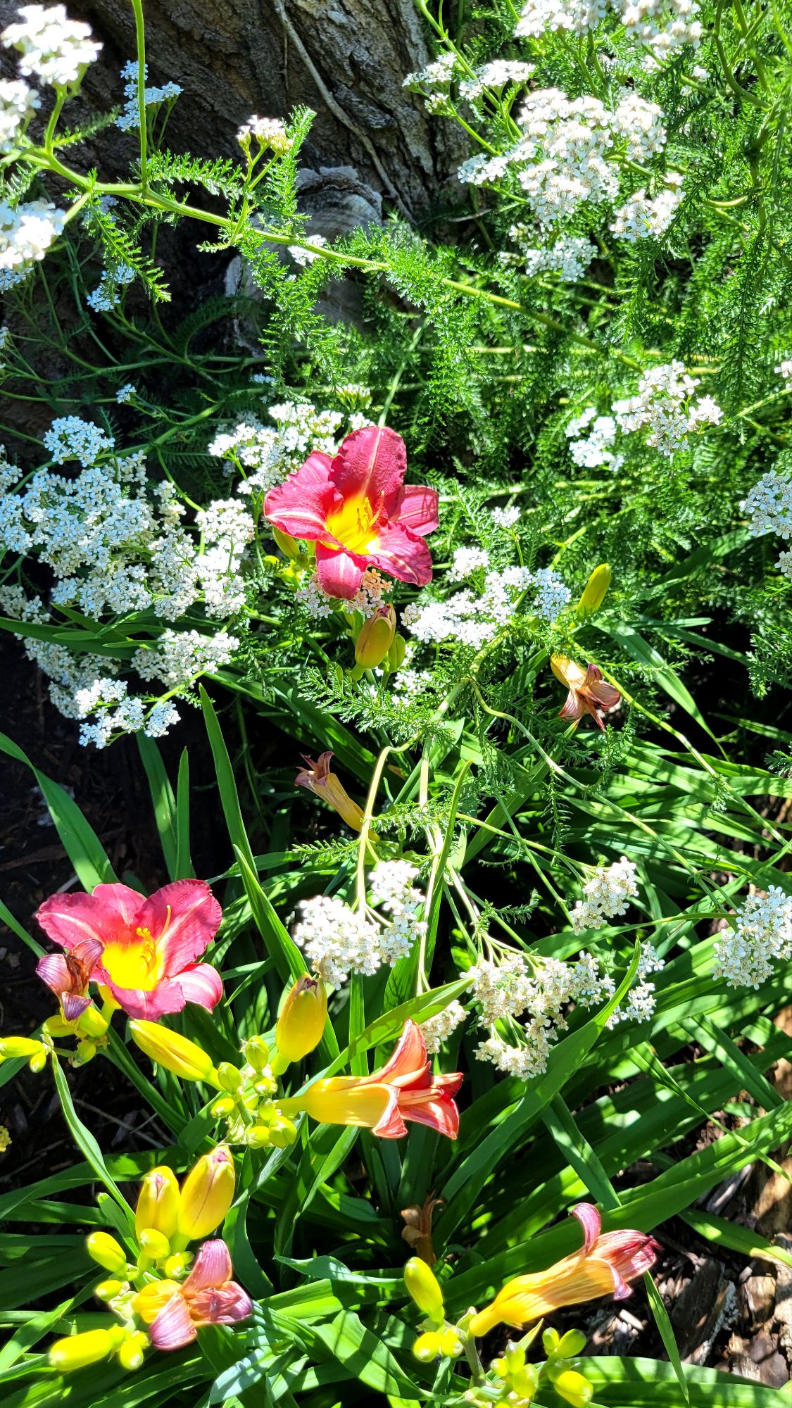 daylilies and yarrow