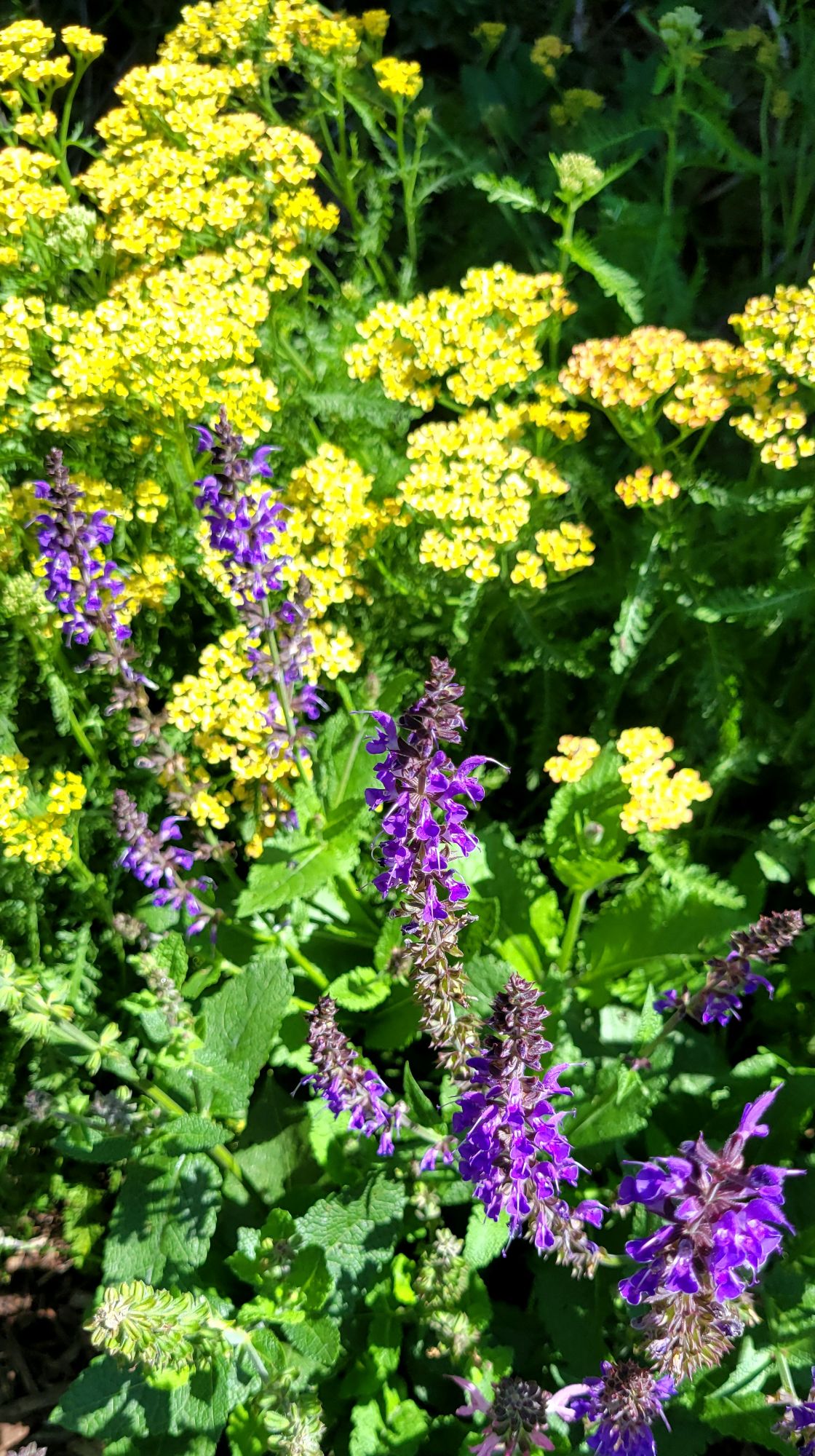 salvia and yarrow