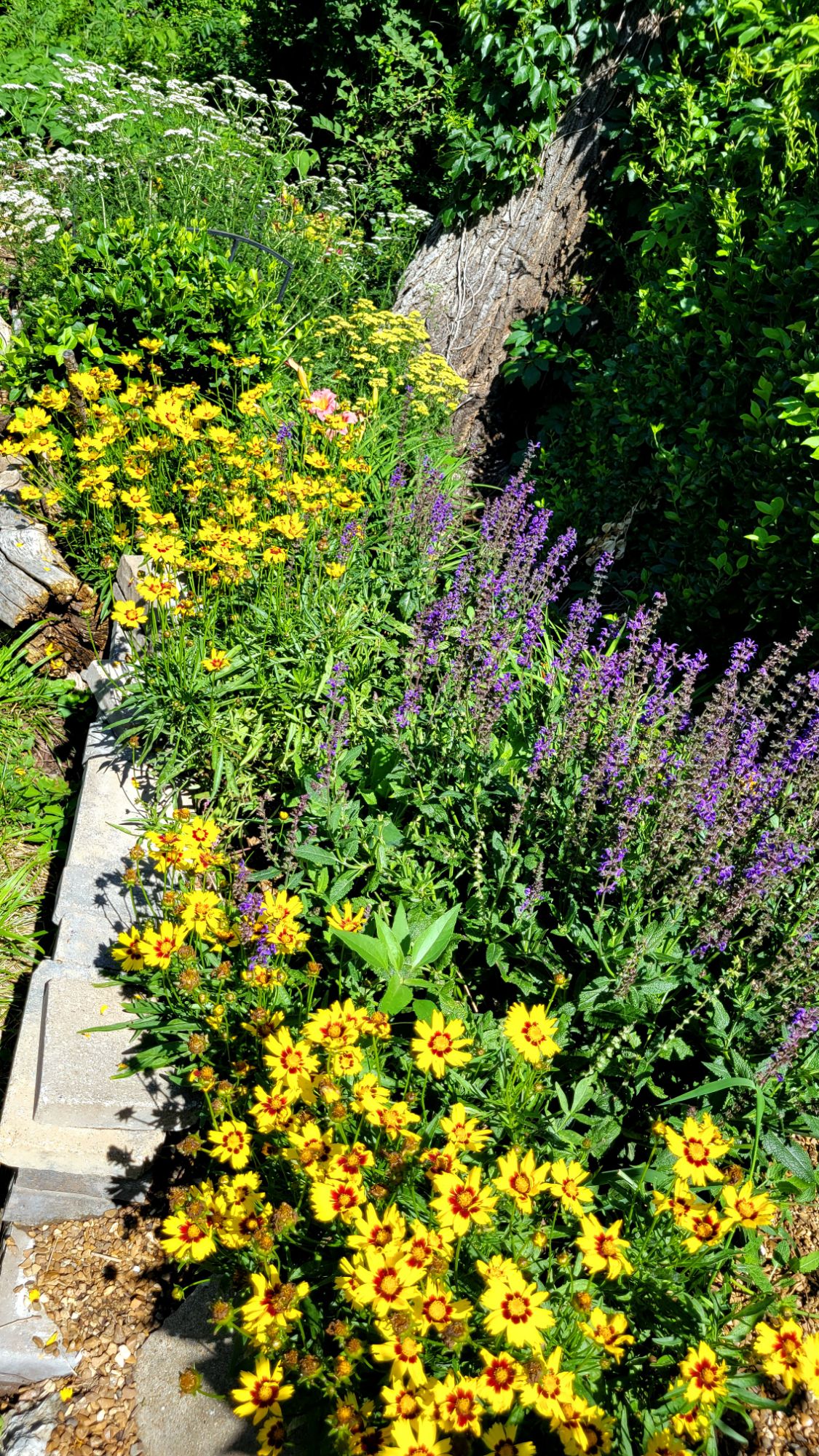 sunkiss' coreopsis, 'blue by you' salvia, 'janice brown' daylilies, mixed yarrow