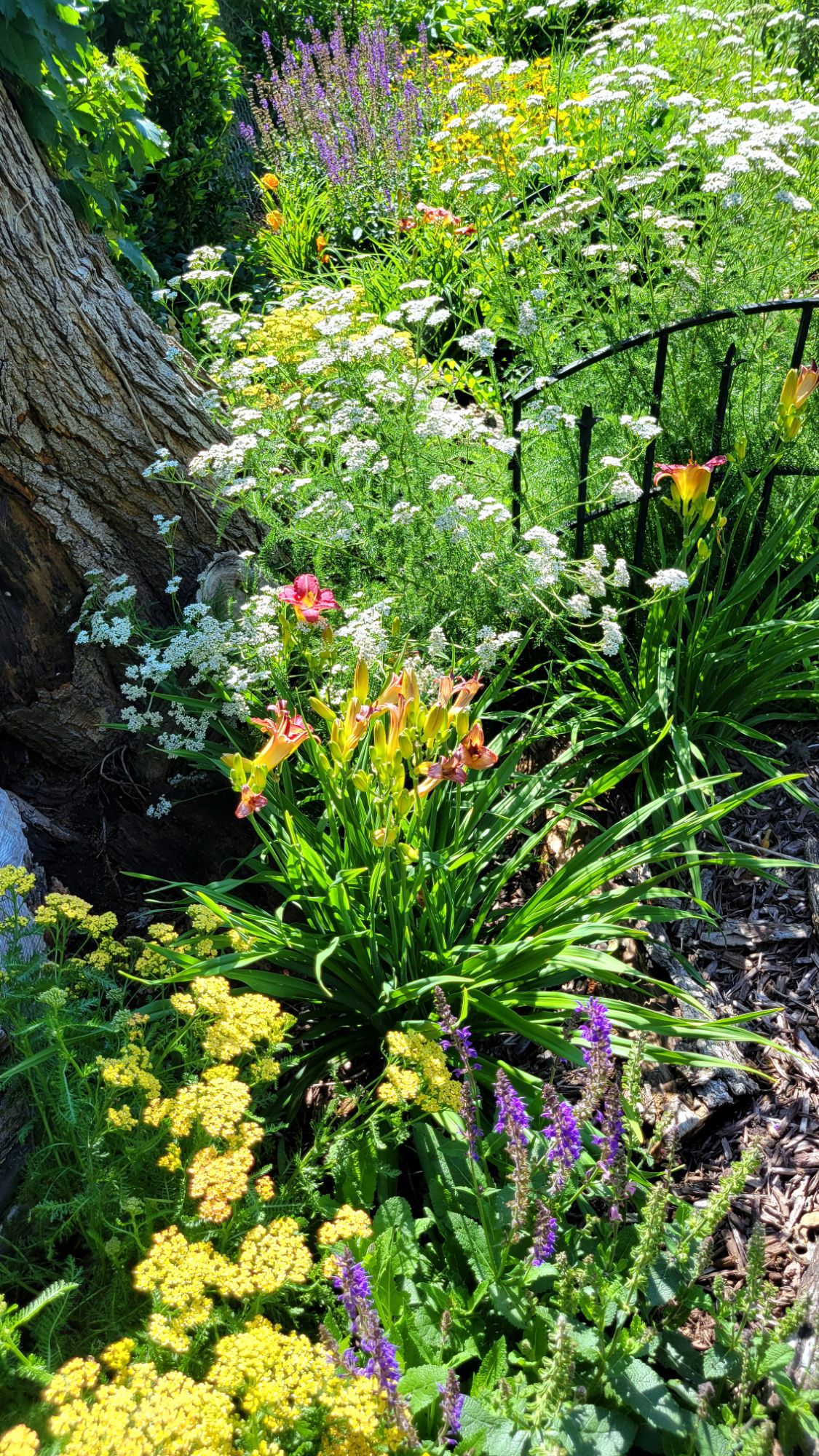 mixed yarrow, mixed daylilies, mixed salvia