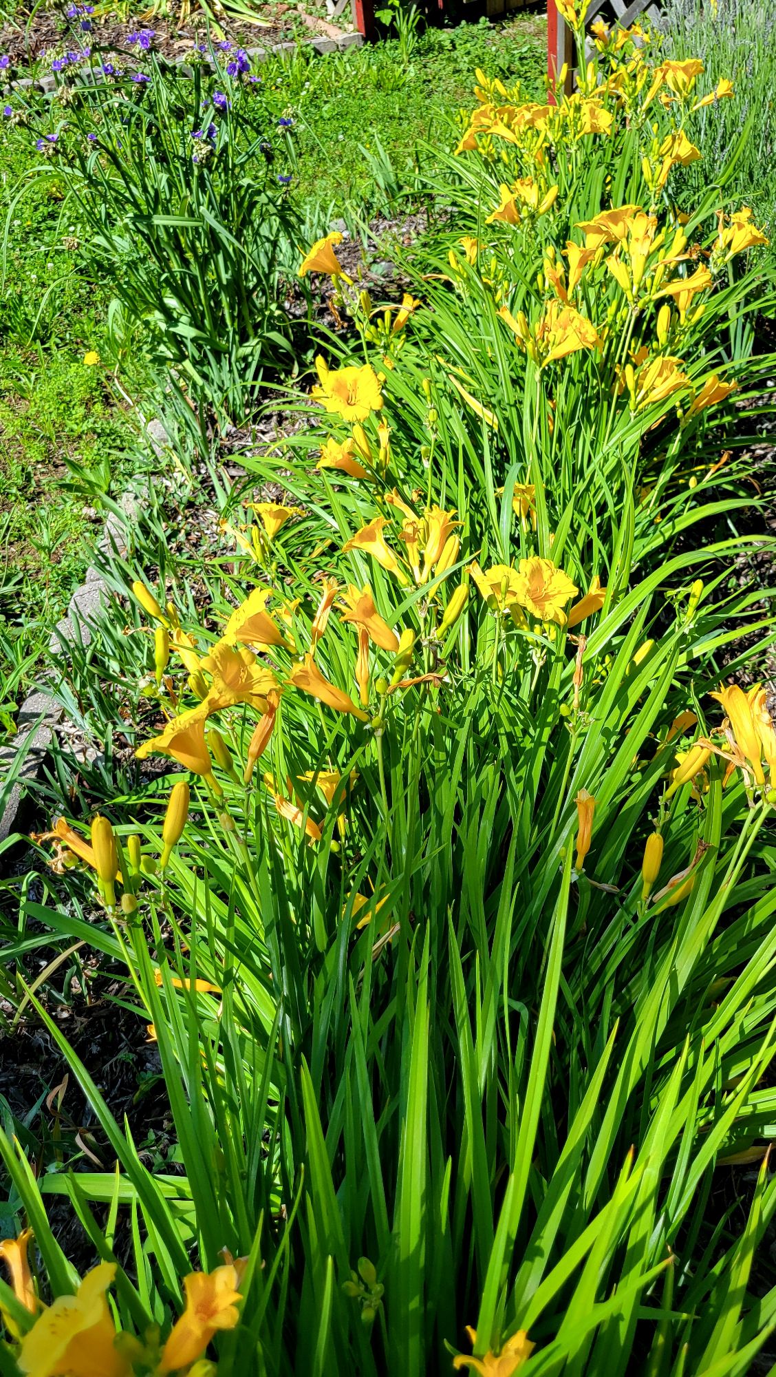 stella d'oro daylilies