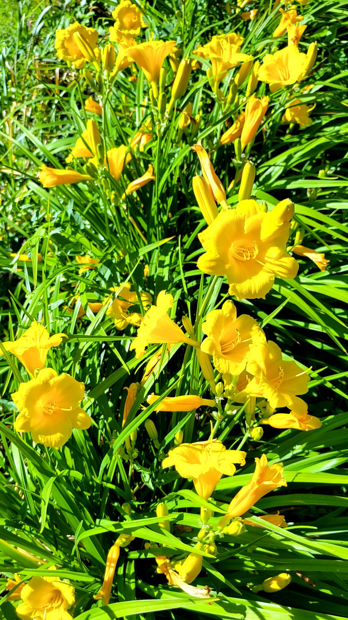 stella d'oro daylilies