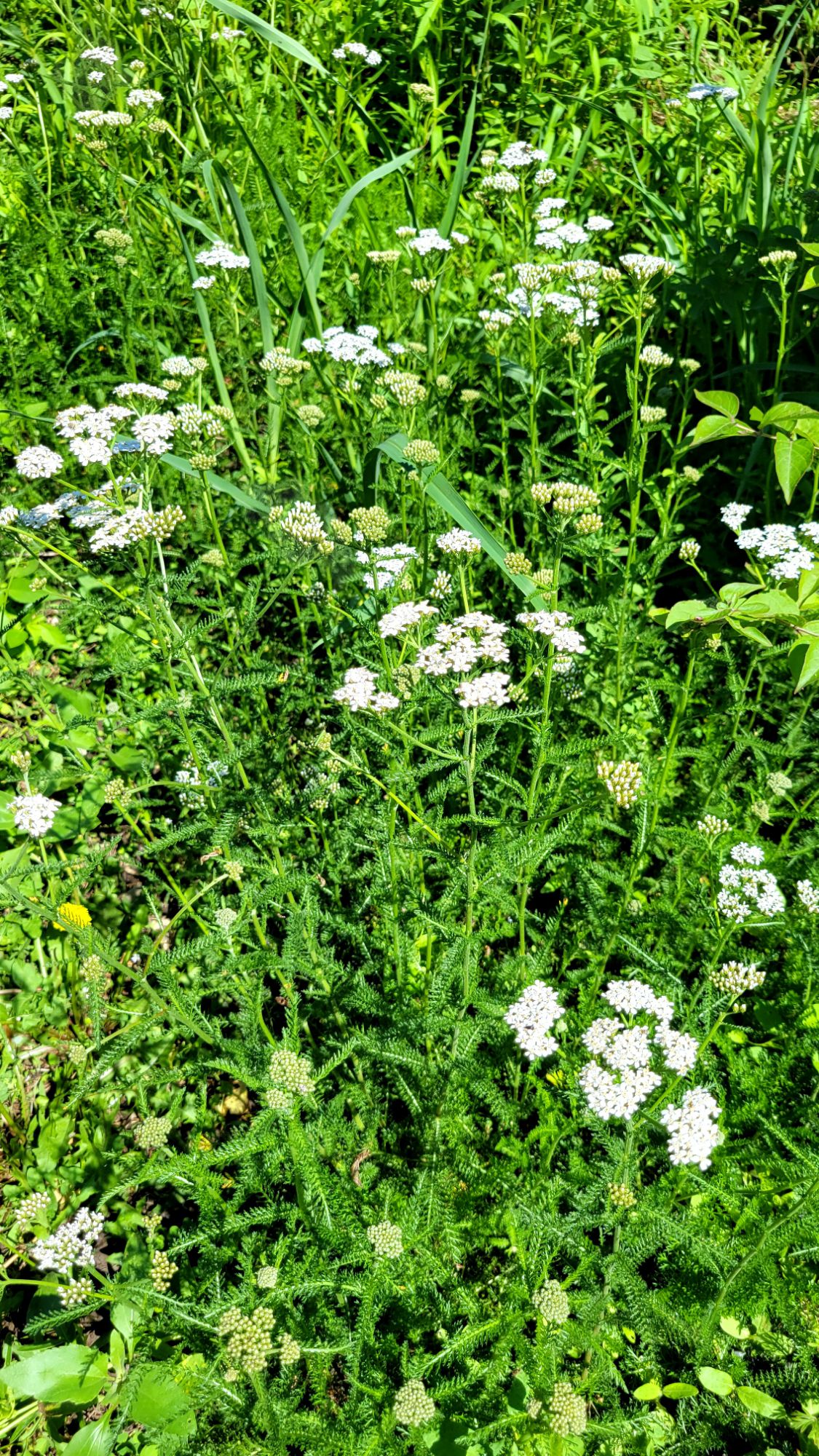 common yarrow