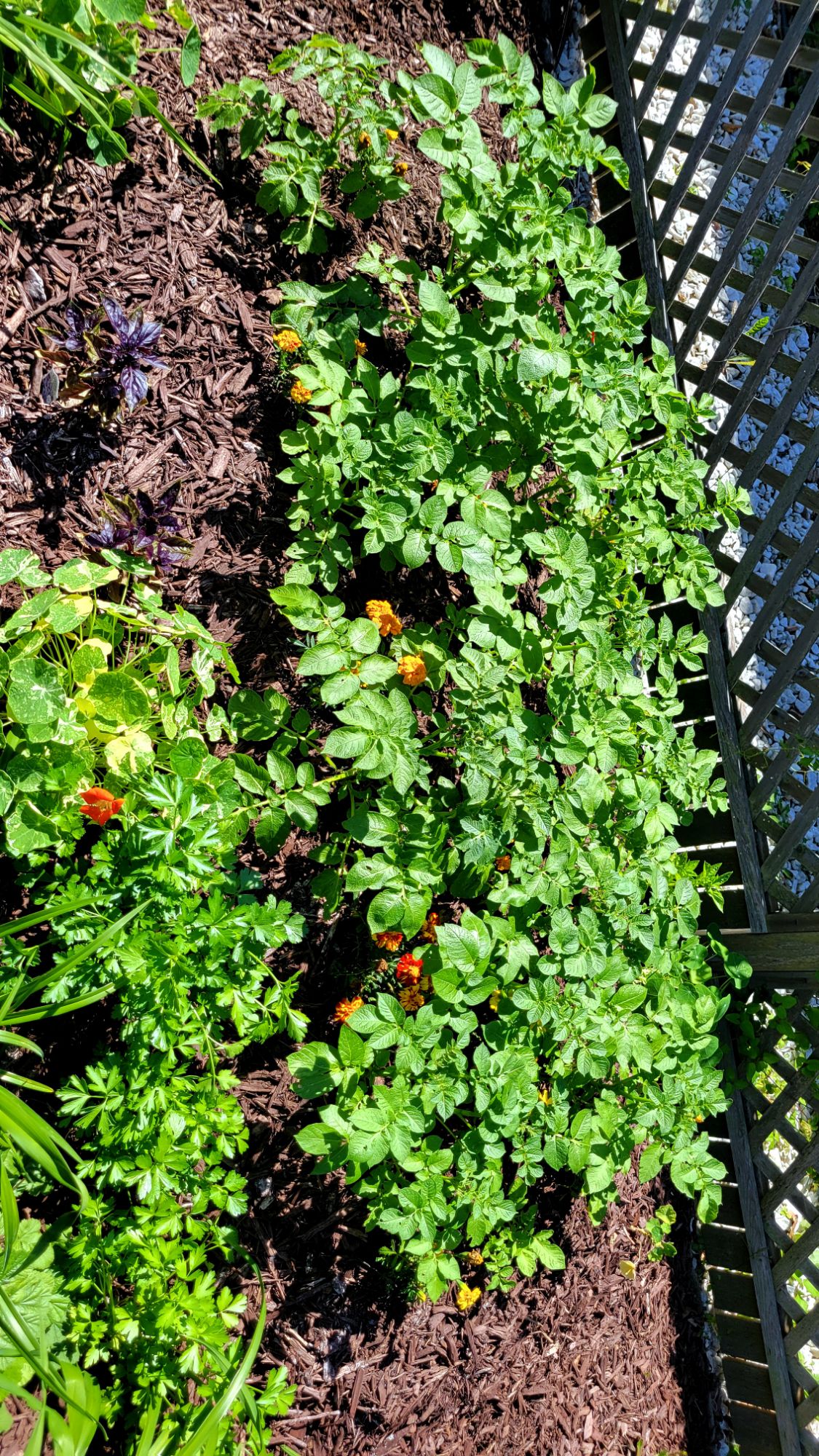 potatoes, marigolds, and mixed herbs