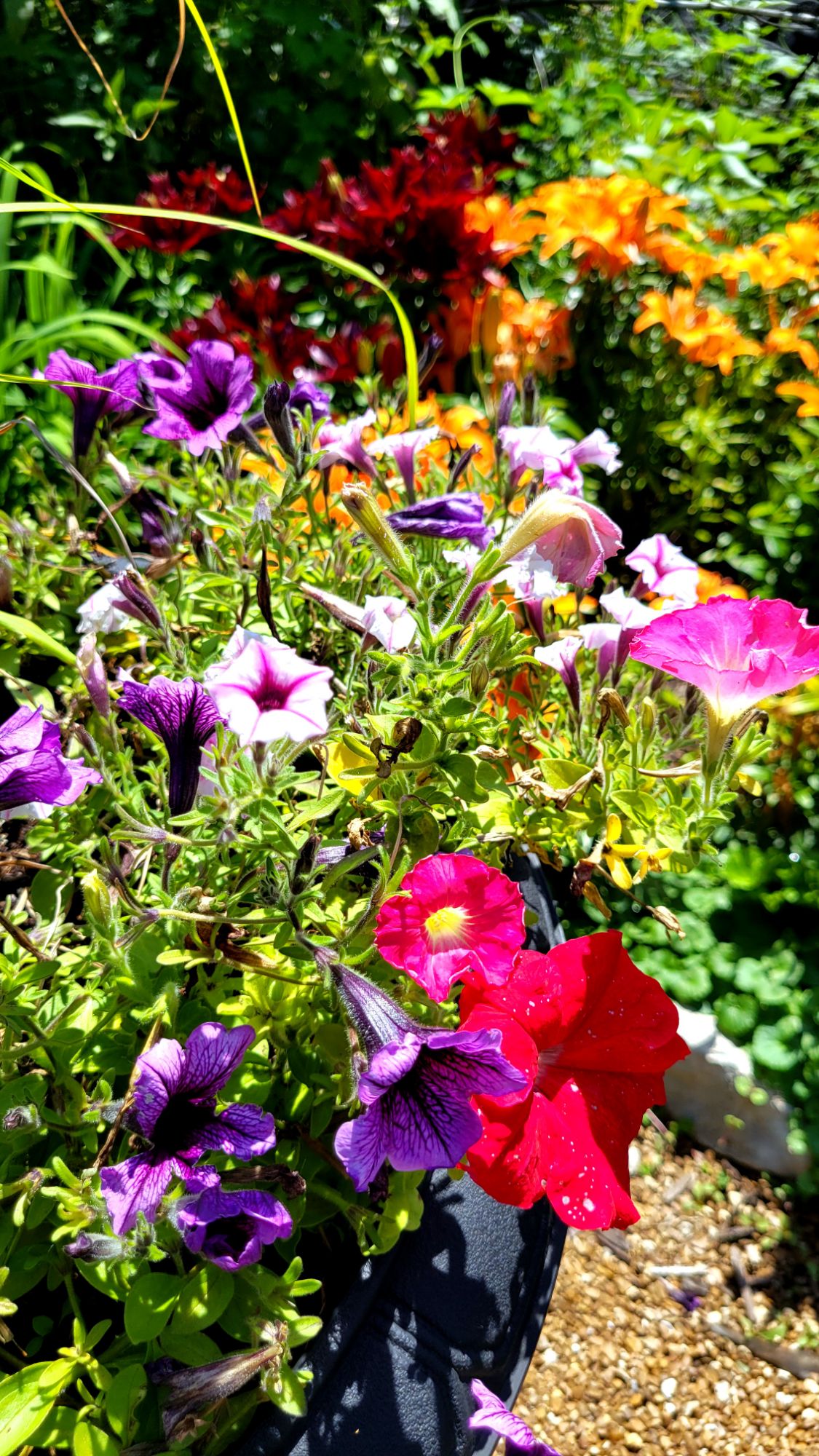 mixed petunias in front of Asiatic lilies 