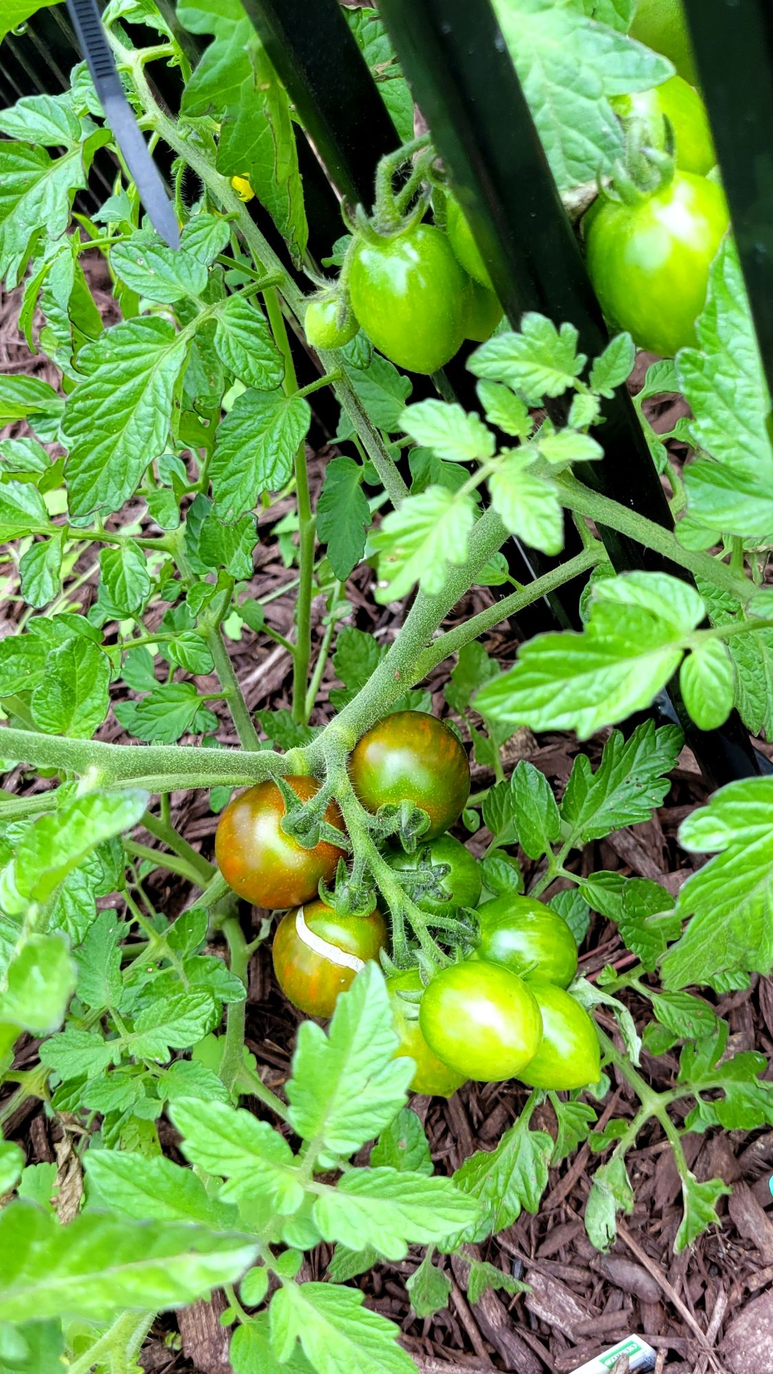 cherry tomatoes blushing with color