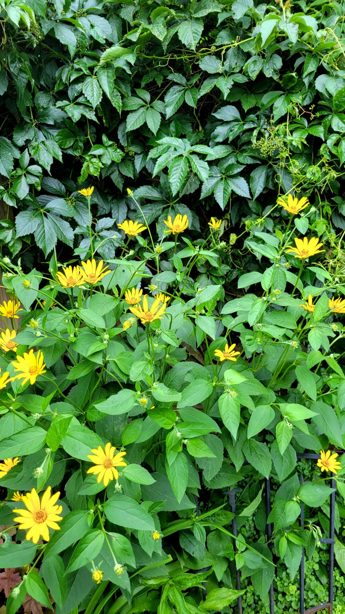 native false sunflower in front of a wall of Virginia creeper 