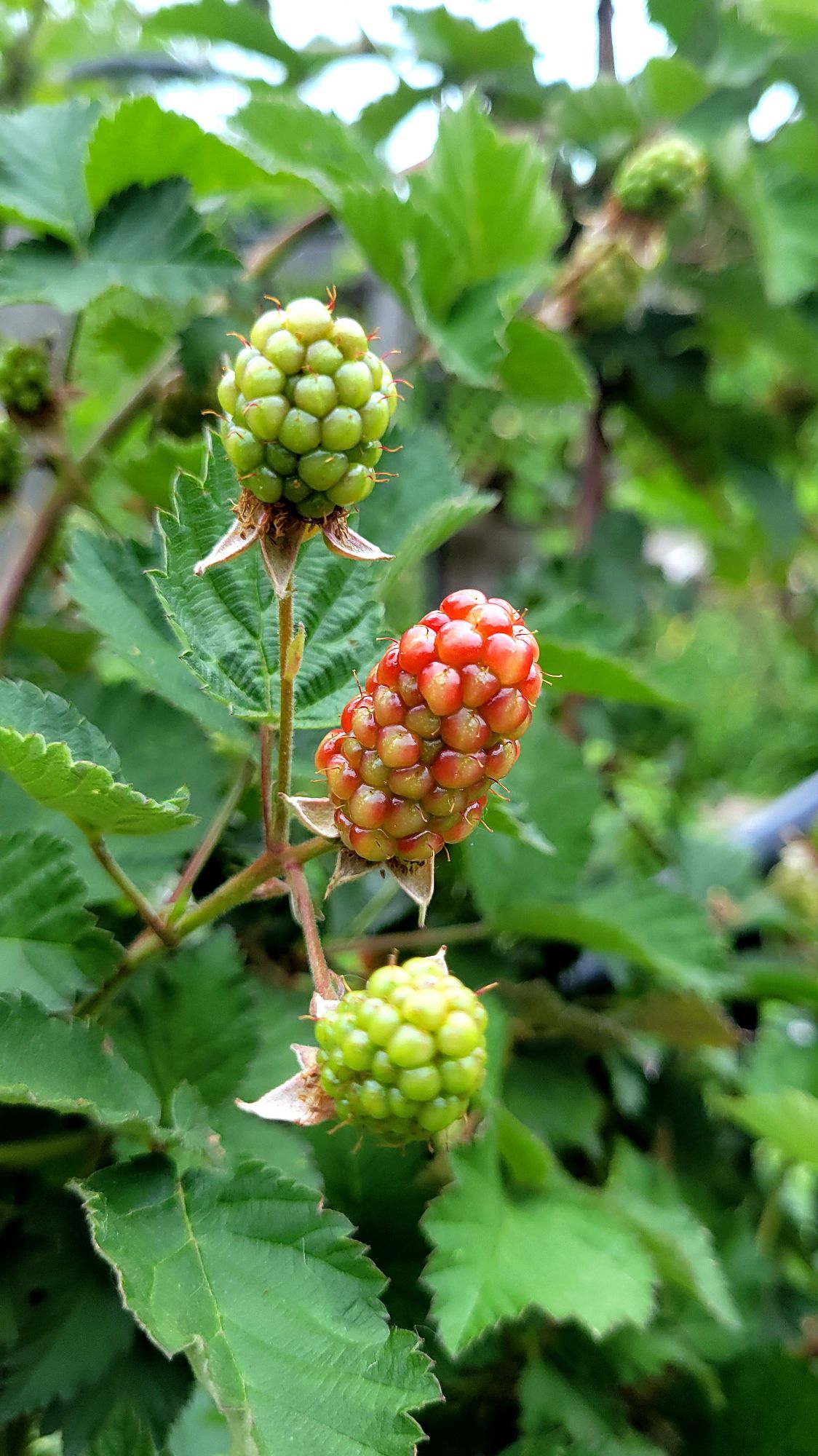 unripe blackberries, one starting to blush
