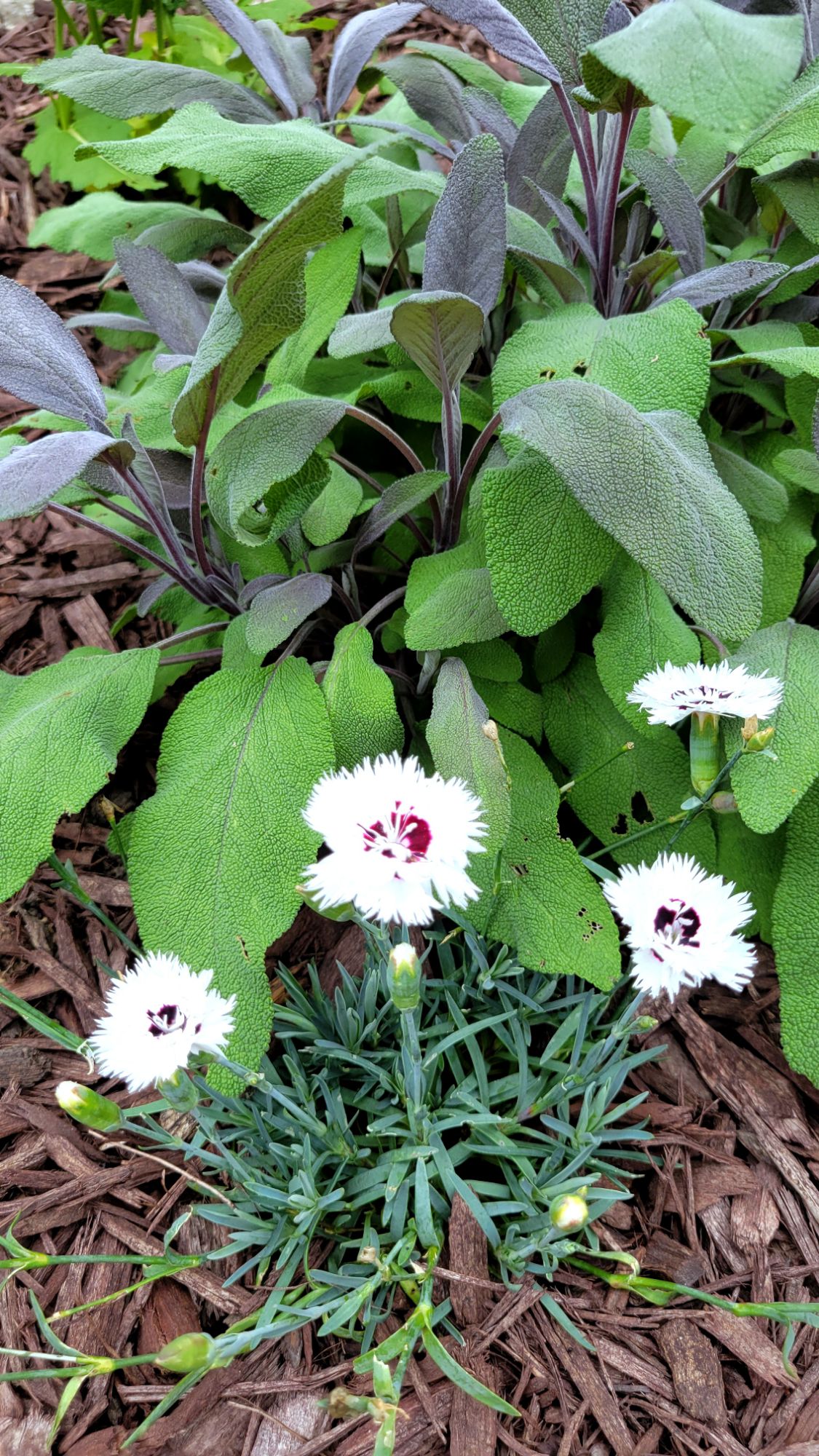 stargazer dianthus and purple sage